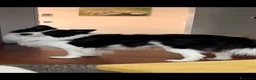 Border Collie cani per accoppiamento: BORDER COLLIE PER RIPRODUZIONE - Annuncio 7