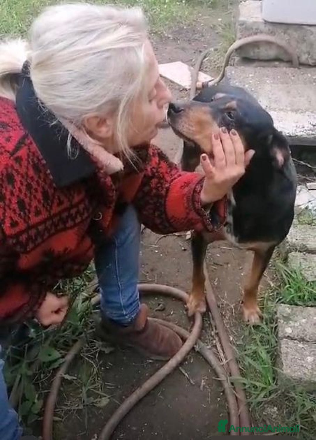 Segugio cani in regalo: FRITZ dolce segugio - Annuncio 5