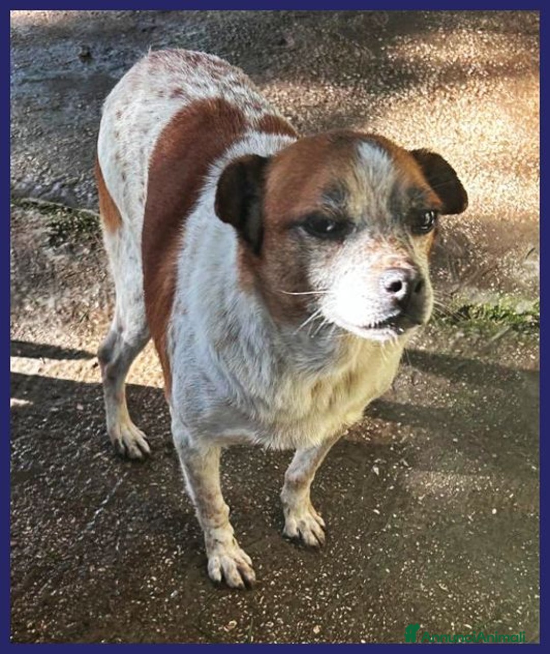 Meticcio cani in regalo: LILLO 8-9anni adorabile piccoletto! - Annuncio 4