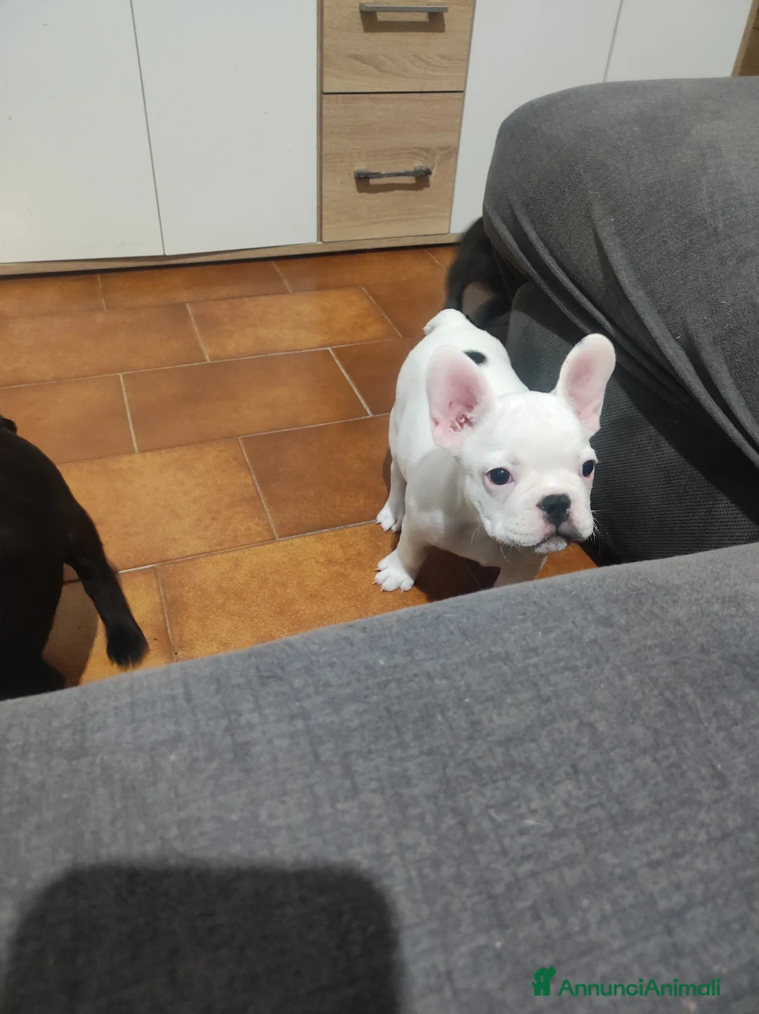 Bulldog Francese cani in vendita: Cuccioli di bulldog francese  - Annuncio 1