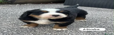 Bovaro del Bernese 4