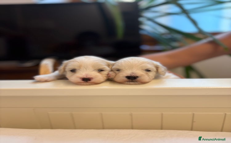 Maltese cani a Provincia di Verona - Annuncio 5