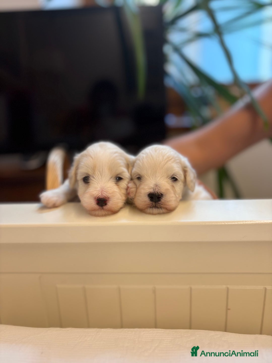 Maltese cani in vendita: CUCCIOLI CUCCIOLO DI DI MALTIPOO a Provincia di Verona - Immagine 1