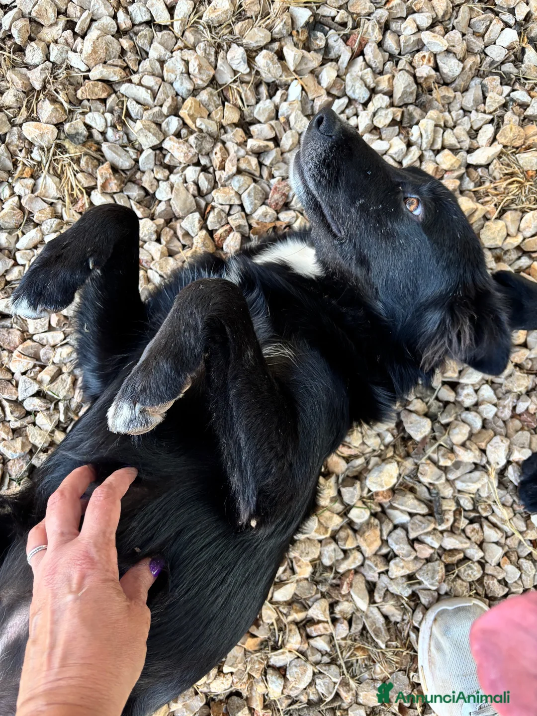 Meticcio cani in regalo: Dacia ❤️ - Annuncio 6