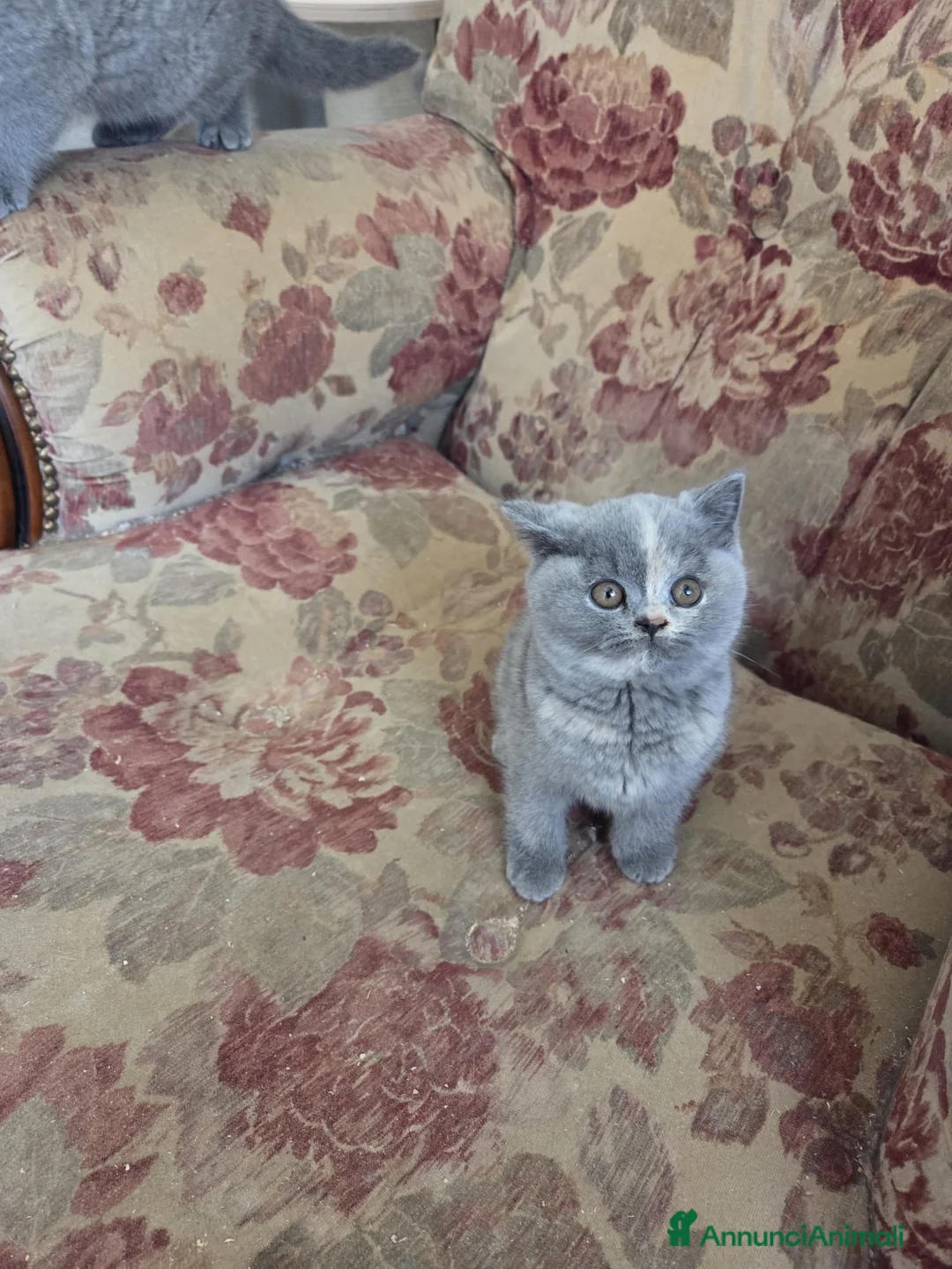 British gatti in vendita: british blu crema - Annuncio 2