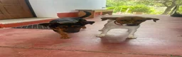 Meticcio cani in regalo: 2maschietti 1anno kg5 ADOZIONE IN COPPIA SOS NUORO - Annuncio 2