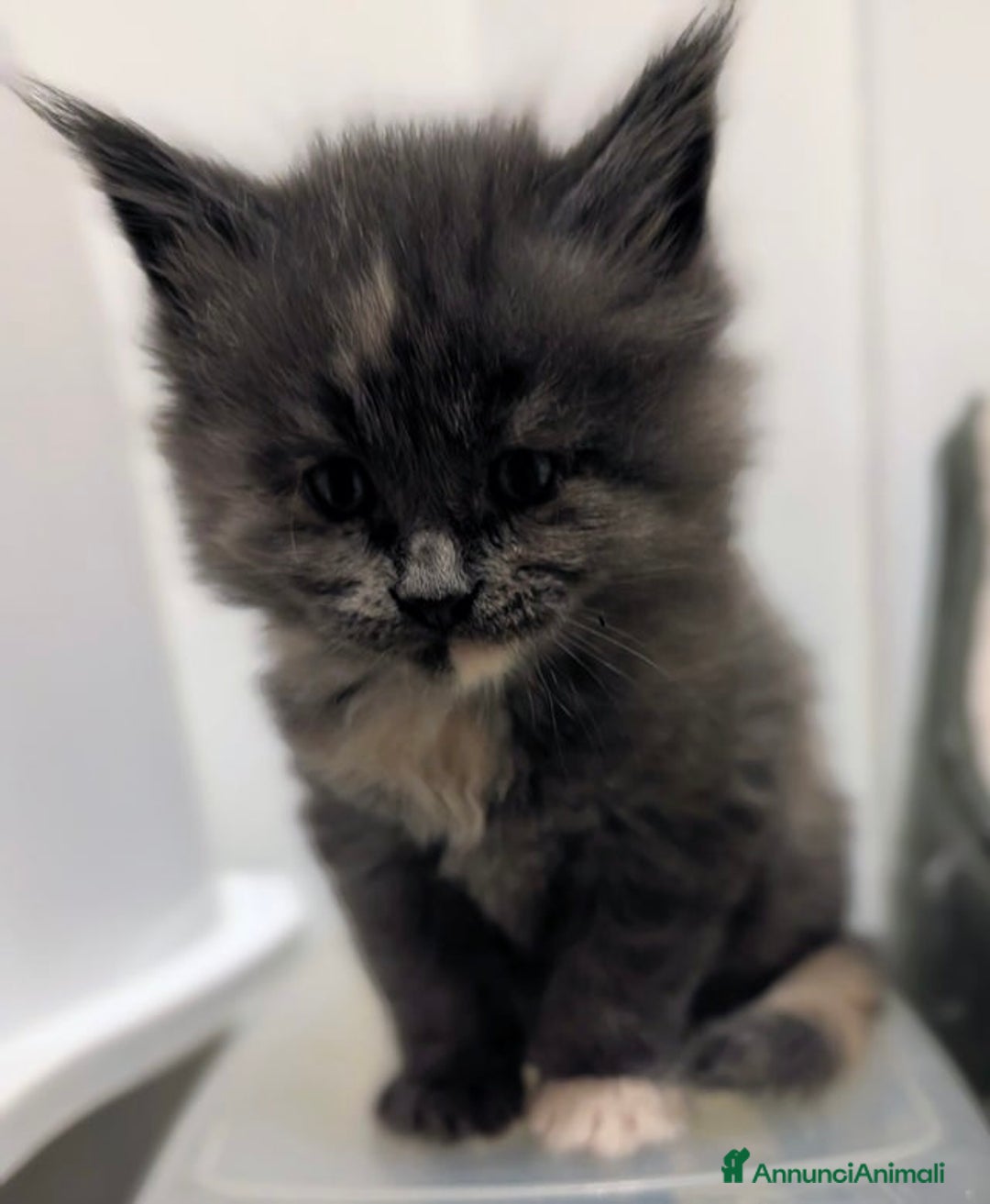 Maine Coon gatti in vendita: Bellissimi cuccioli di Maine Coon - Annuncio 4