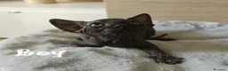 Sphynx gatti in vendita: Cuccioli Sphynx - Annuncio 5