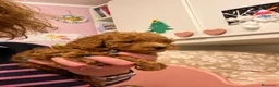 Barboncino Toy cani in vendita: Barboncino Toy fulvo cucciolo a Provincia di Bergamo - Annuncio 8