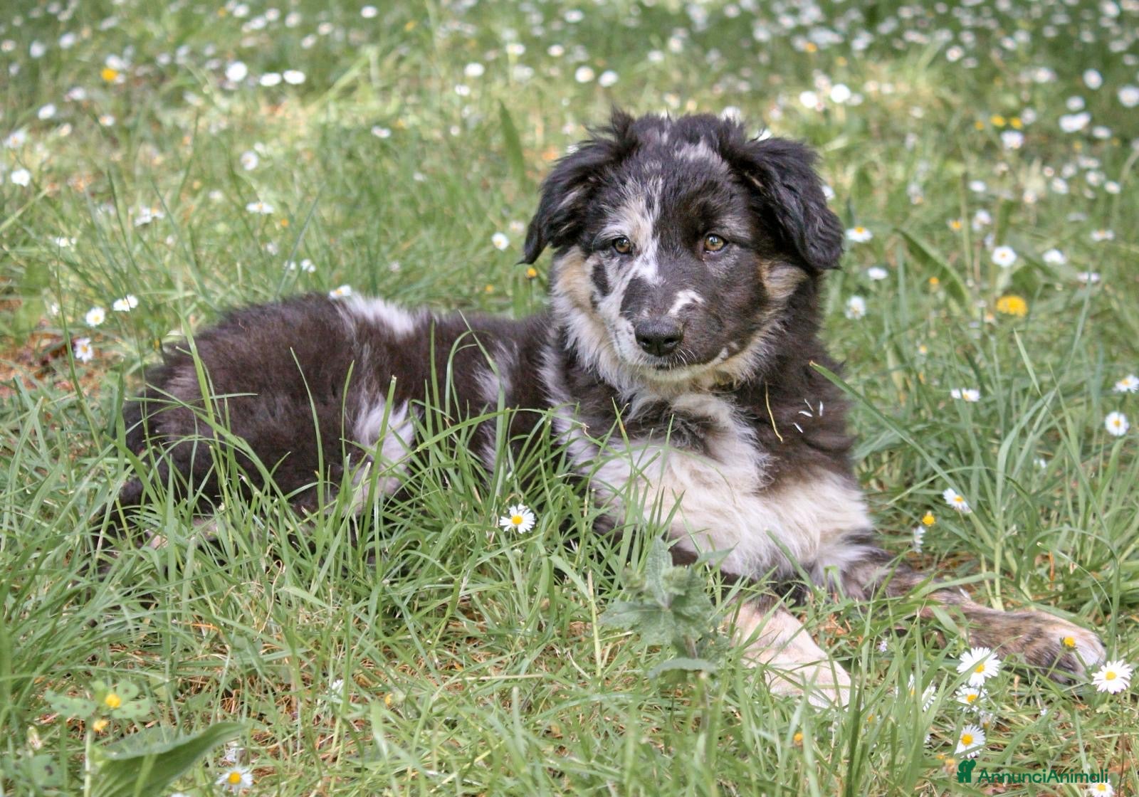 Cane delle Alpi Apuane cani Cane delle Alpi Apuane  - Annuncio 8