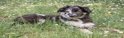Cane delle Alpi Apuane cani in vendita: Cane delle Alpi Apuane  - Annuncio 1