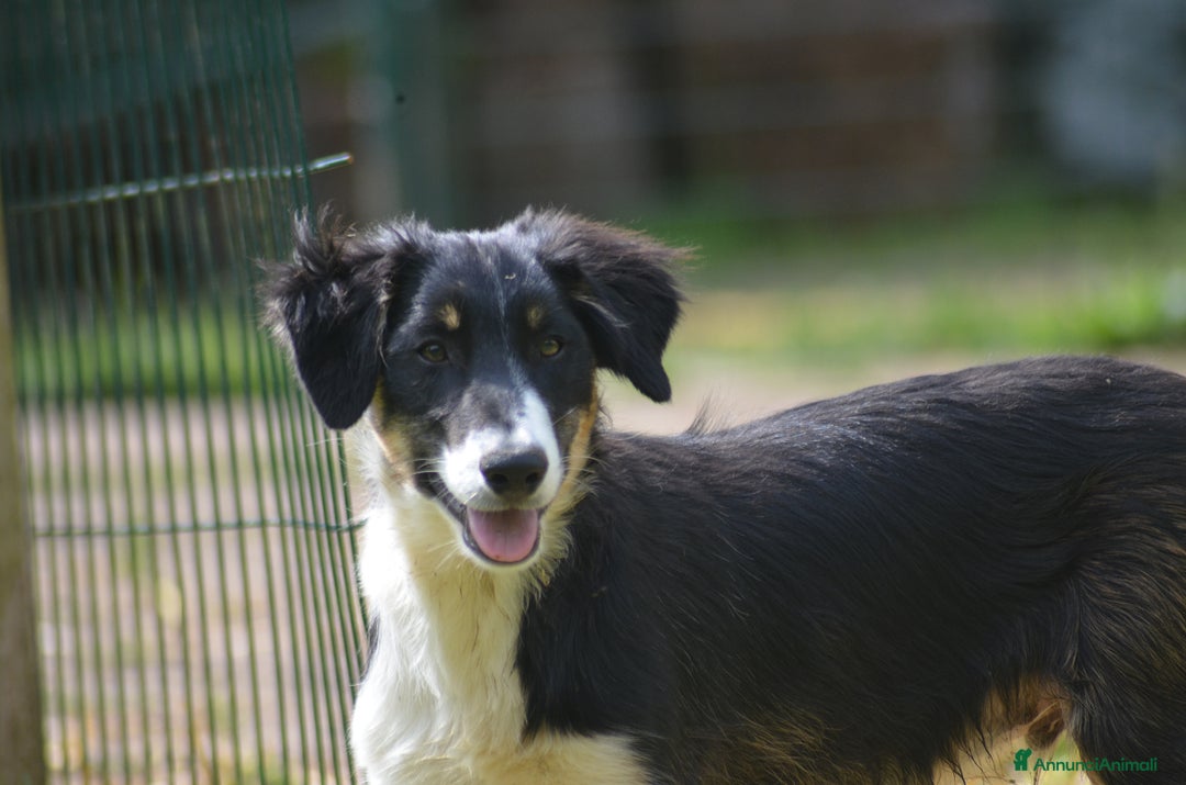 Border Collie cani in vendita: Border Collie con pedigree  a Provincia di Vicenza - Immagine 4