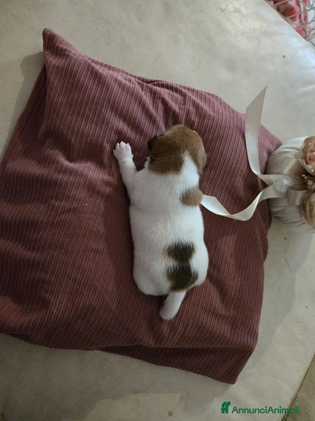 Jack Russell cani in vendita: Cuccioli Jack russell terrier - Annuncio 21