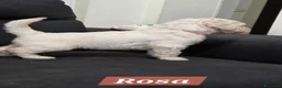Barbone cani in vendita: Cuccioli di Barbone Grande Mole  - Annuncio 5