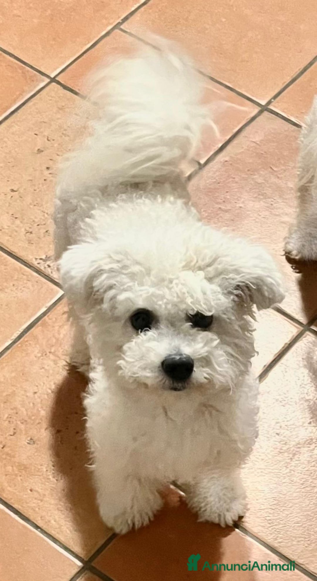 Bichon cani in vendita: Cucciole di bichon frisè  - Annuncio 5