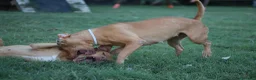 Pitbull cani in vendita: Cuccioli Pit Bull con pedigree anche a rate - Annuncio 26