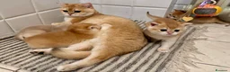 British gatti in vendita: Gattini British shorthair golden chell - Annuncio 9