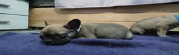 Bulldog Francese cani in vendita: Ultima cucciola di Bulldog francese cream - Annuncio 19