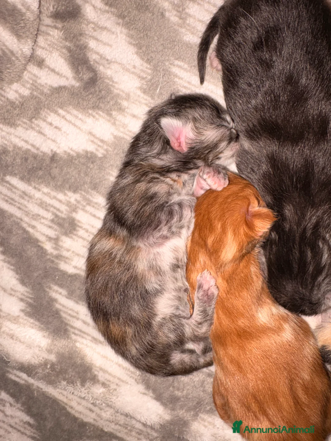 Maine Coon gatti in vendita: Maine Coon  - Annuncio 4