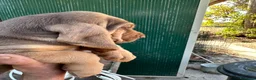 Bloodhound cani in vendita: Bloodhound cuccioli da genealogia di Campioni - Annuncio 5