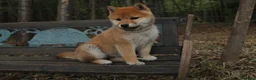 Shiba Inu cani in vendita: Shiba cuccioli con pedigree  a Provincia di Pavia - Annuncio 6