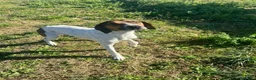 Meticcio cani in regalo: TWIST vagava in cerca di cibo a Provincia di Forlì-Cesena - Annuncio 6