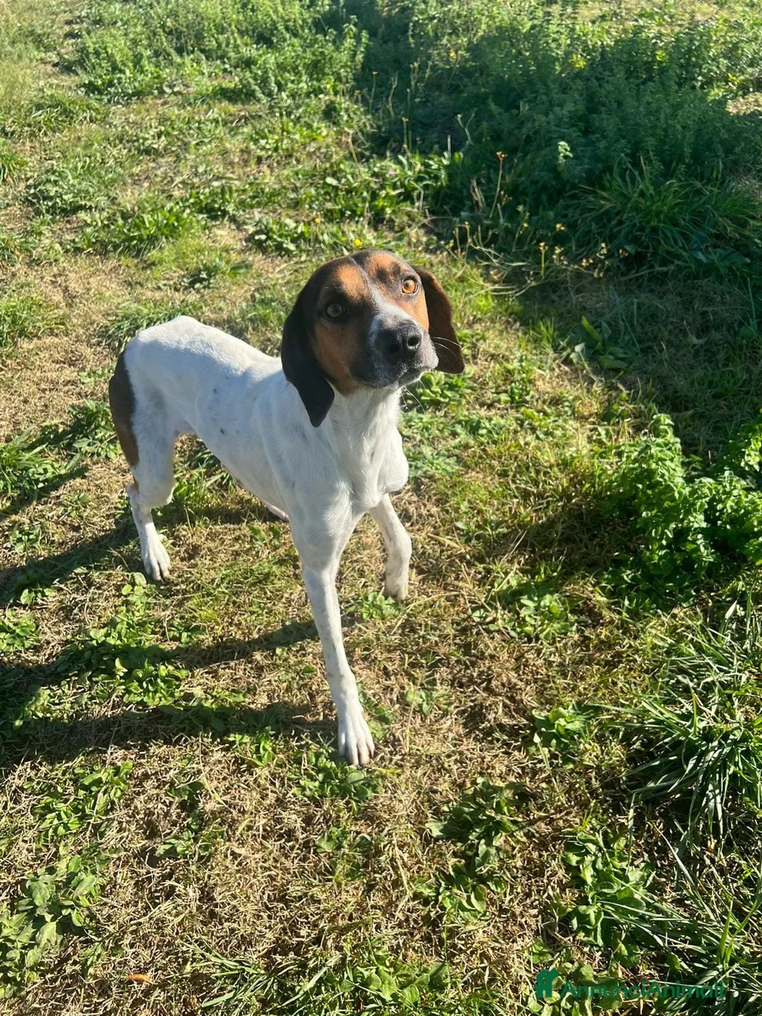 Meticcio cani in regalo: TWIST vagava in cerca di cibo a Provincia di Forlì-Cesena - Annuncio 6