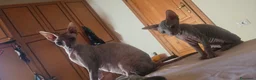 Sphynx gatti in vendita: Cuccioli sphynx in cerca di casa  a Provincia di Perugia - Annuncio 2
