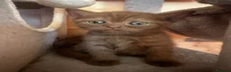 British gatti in vendita: Cuccioli British shorthair Cinnamon  - Annuncio 5