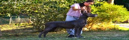 Alano cani in vendita: Alano cucciola femmina Nera - Annuncio 4