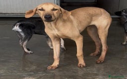 Altre razze cani in regalo: alexa e theo  - Immagine 4