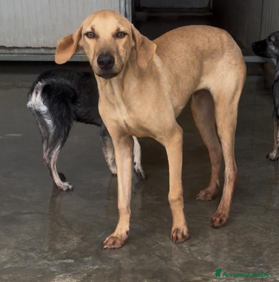 Altre razze cani in regalo: alexa e theo  - Immagine 4