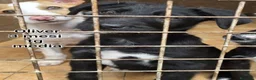 Meticcio cani in regalo: CUCCIOLI, URGENTE: TEMPO SCADUTO  a Provincia di Arezzo - Annuncio 8