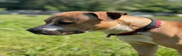 Meticcio cani in regalo: PABLO CERCA CASA - Annuncio 4