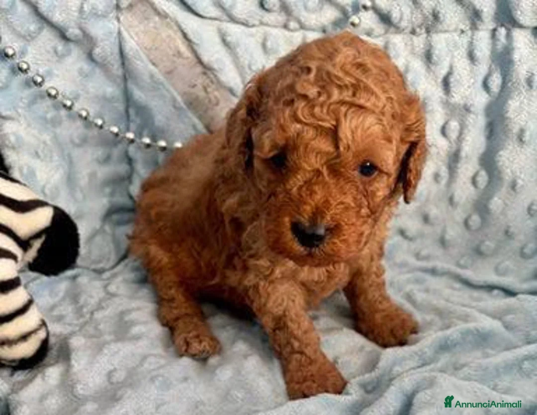Barboncino Toy cani in vendita: Cuccioli Toy Poodle da Genitori Red e Phantom - Annuncio 9