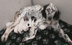 Setter Inglese cani in vendita: cuccioli in vendita - Immagine 8