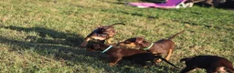 Pitbull cani in vendita: Cuccioli Pit Bull con pedigree anche a rate - Annuncio 28