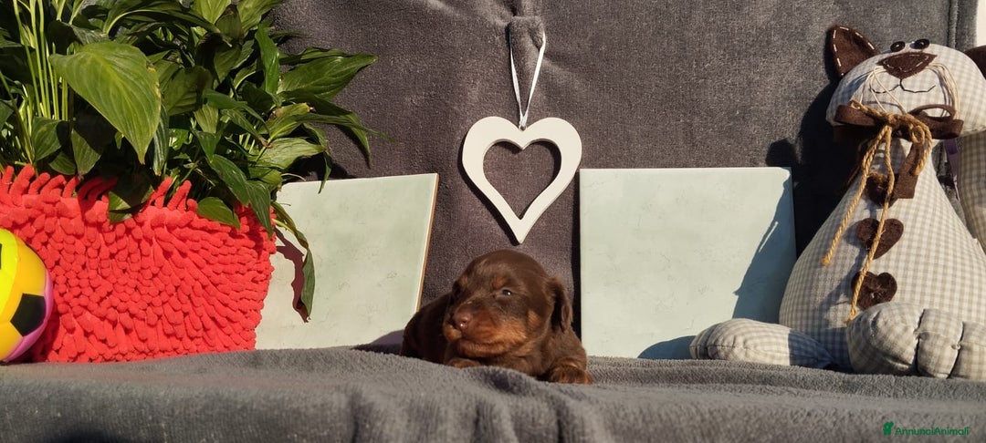 Bassotto cani in vendita: Ultimi maschieti a pelo lungho - Annuncio 2