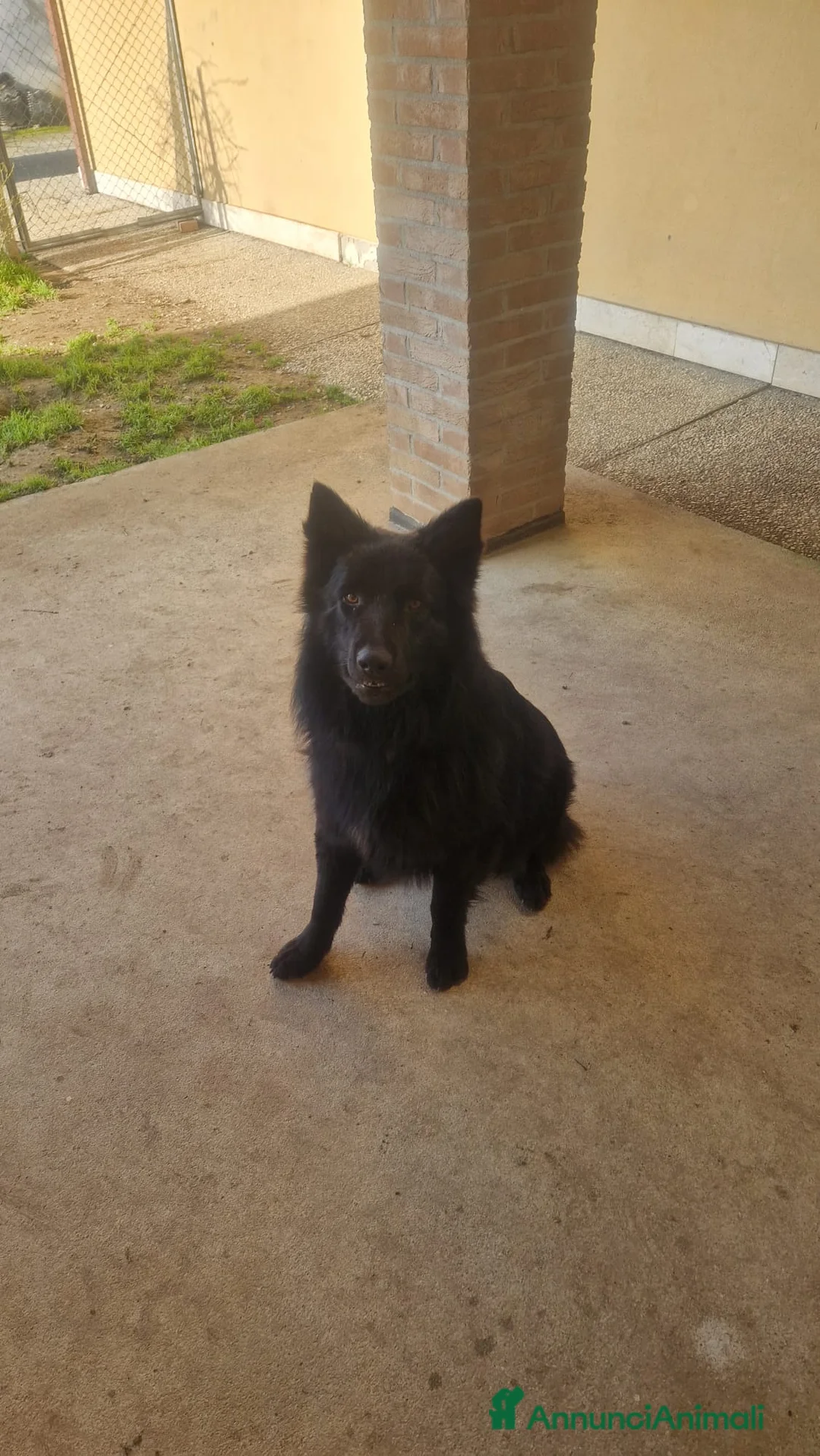 Pastore Belga cani in regalo: Pastore Belga Groenendal - Annuncio 2