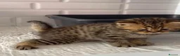 British gatti in vendita: Splendidi cuccioli di british shorthair golden  - Annuncio 4
