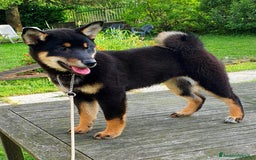 Shiba Inu cani in vendita: Shiba inu cuccioli  a Province of Pavia - Immagine 4