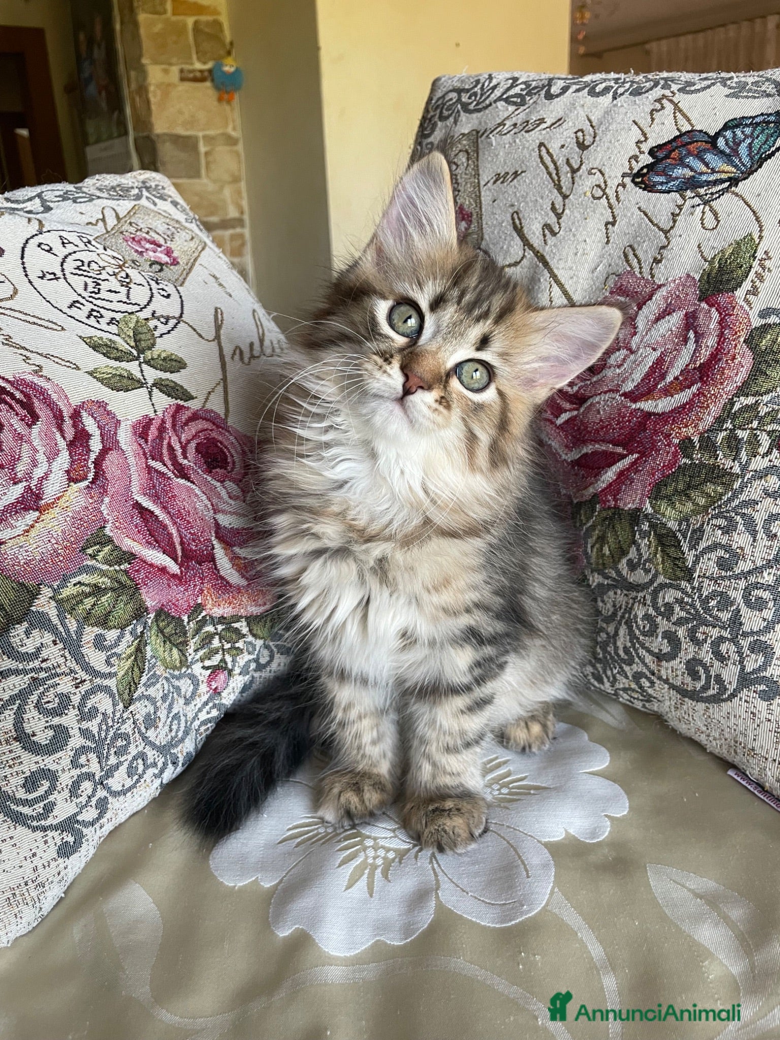 Siberiano gatti Gattina Siberiana - Annuncio 6