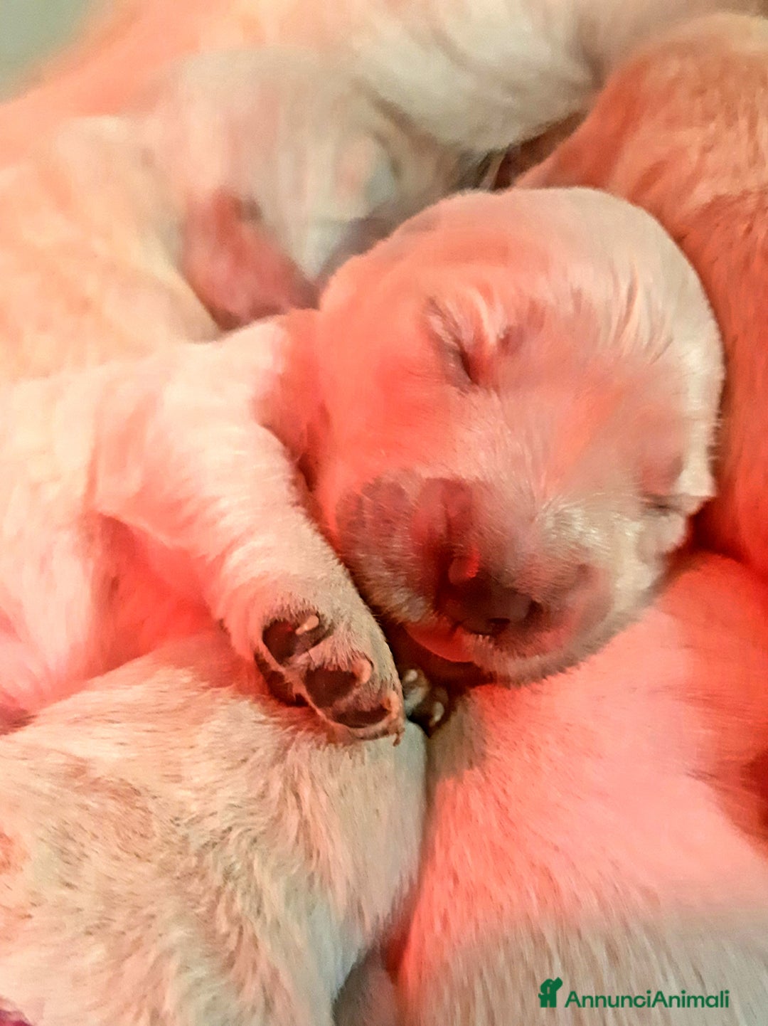 Golden Retriever cani in vendita: Cuccioli di Golden Retriever  - Annuncio 4