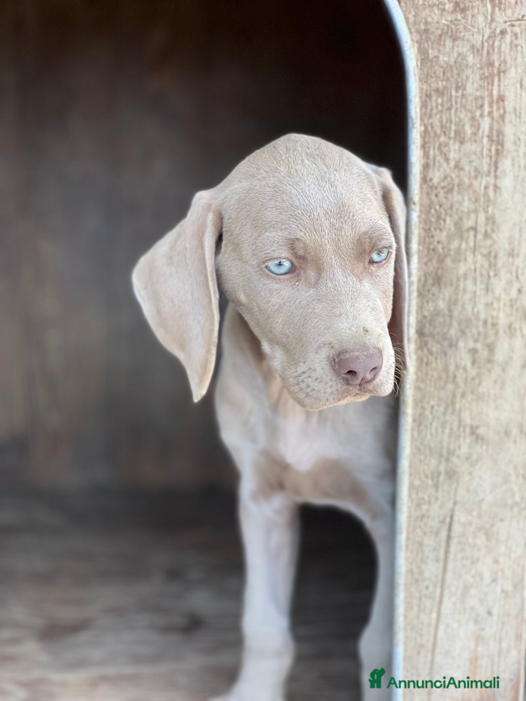 Weimaraner cani in vendita: cuccioli weimaraner - Annuncio 4