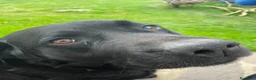Labrador cani per accoppiamento: Labrador nero ENCI per monta - Annuncio 7