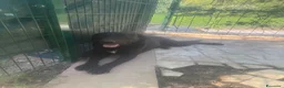 Labrador cani in vendita: Cuccioli di Labrador miele e neri a Spoleto (PG) - Annuncio 12
