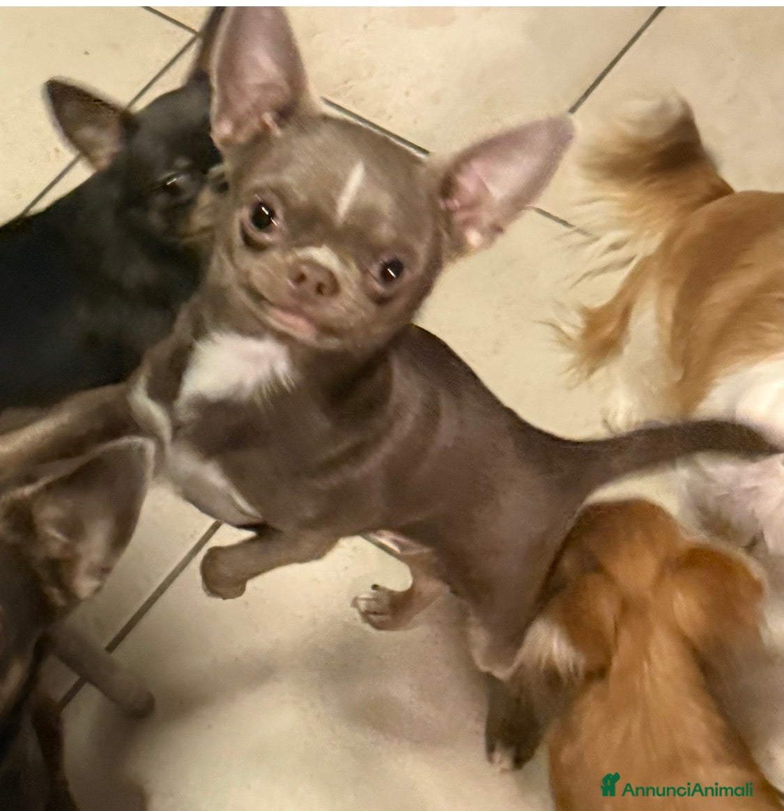 Chihuahua cani Chihuahua lilac pedigree Enci - Annuncio 35