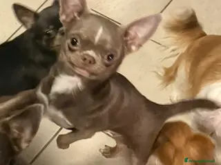 Chihuahua cani Chihuahua lilac pedigree Enci - Annuncio 35