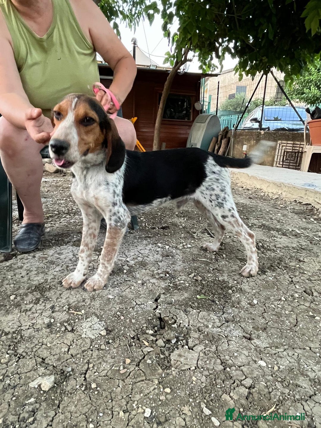 Meticcio cani in regalo: Mix Beagle 2anni kg12aspetta ancora.ok gatti.SICIL a Città metropolitana di Milano - Annuncio 3