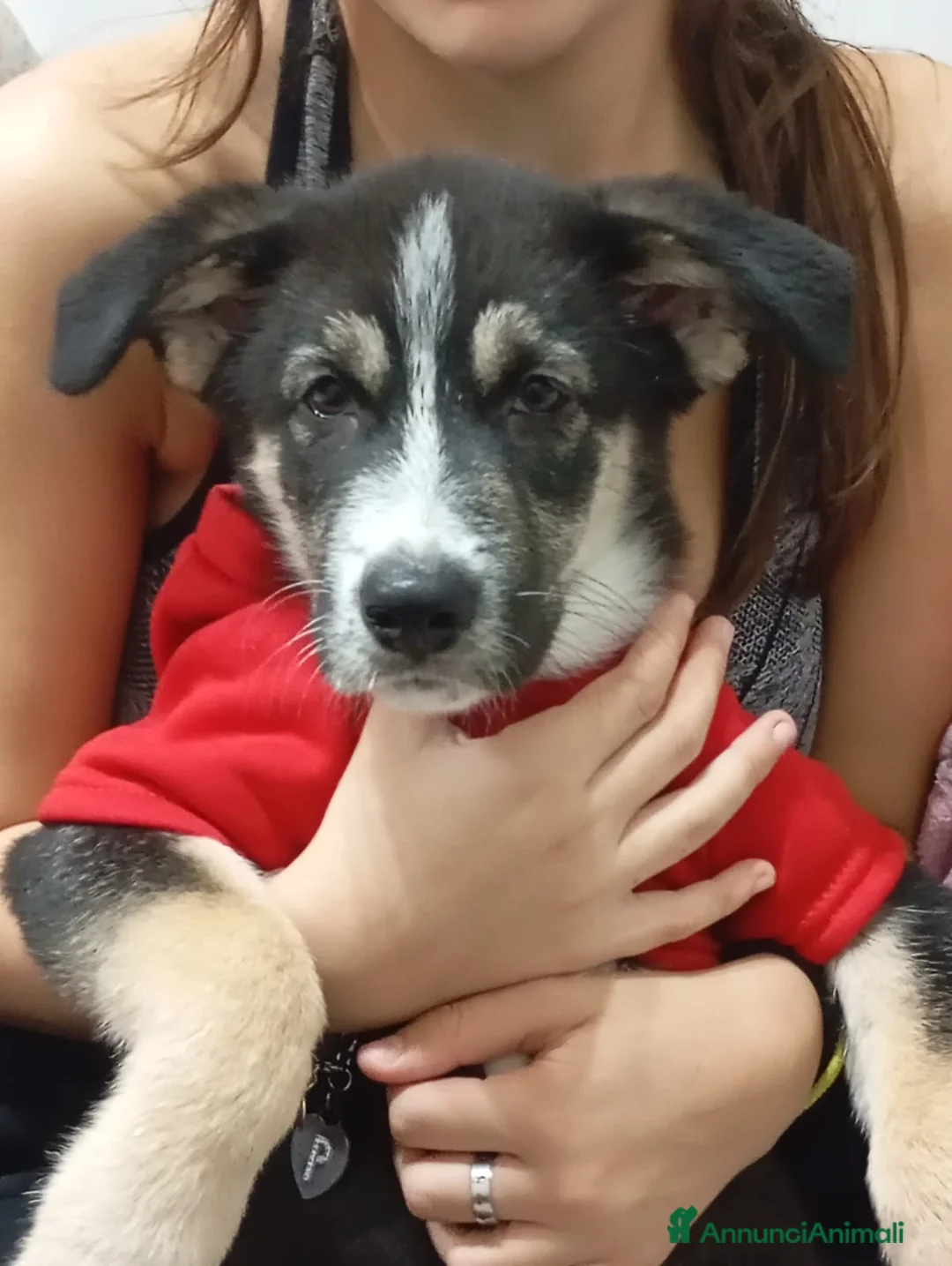 Meticcio cani in regalo: 7 mesi, taglia media, buono e socievole  - Annuncio 4